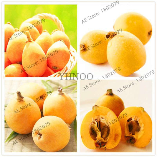 Premium Loquat Seeds - Sweet Fruit, Bonsai & Home Garden Planting, High-Quality for USDA Zones