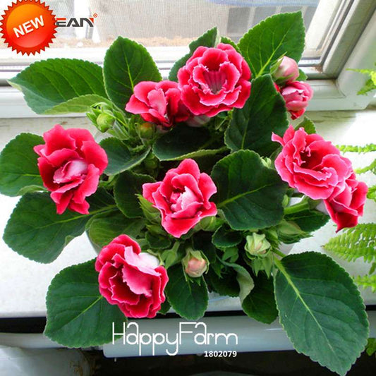 Red Gloxinia Seeds - Perennial Sinningia Speciosa for Bonsai & Balcony Gardens | USA Shipping