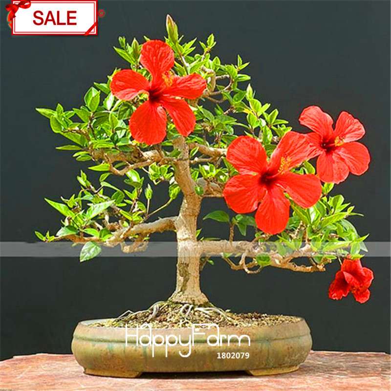Red Giant Hibiscus Seeds - for Planting, DIY Home Garden Bonsai, Vibrant Blooming Flowers