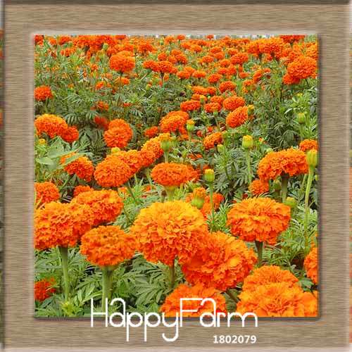 11 Varieties Maidenhair Herb & Marigold Flower Seeds - for Potted Garden