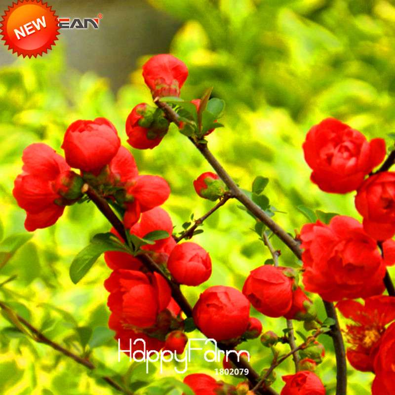 Red Begonia Flower Seeds - True Malus Spectabilis for Potted Bonsai | Premium Quality