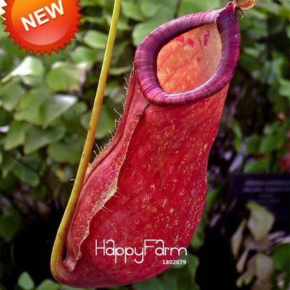 Carnivorous Nepenthes Seeds - Mosquito Eating Plant for Bonsai & Garden - Rare Insectivorous Variety