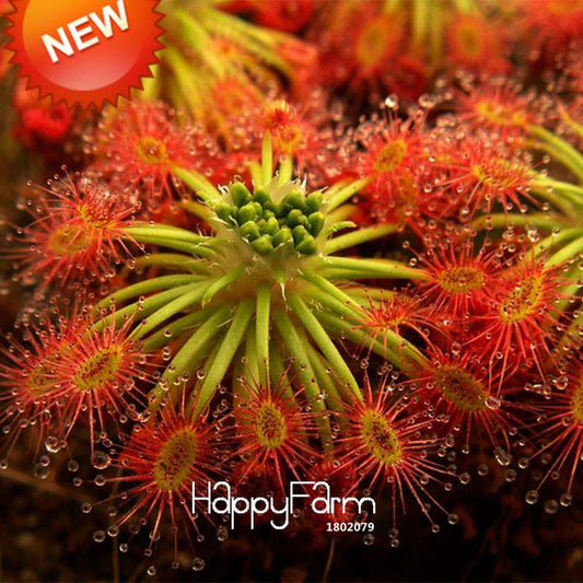 Fine Silver Hair Sundew Seeds - Exotic Bonsai Plant for Home Garden, DIY Fresh Cordyceps, Unique Novelty Gift