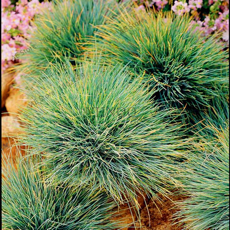 Blue Fescue Grass Seeds - Drought Tolerant, Perennial, DIY Home & Bonsai - Festuca Glauca