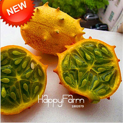 Dutch Cucumber Seeds - for Fresh, Homegrown Vegetables | Non-GMO, High Yield