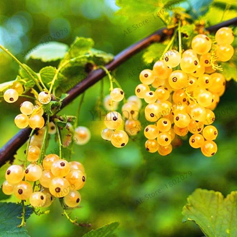 Organic Gooseberry Seeds - Fresh, Nutrient-Rich Perennial Fruit Seeds for Home Gardening