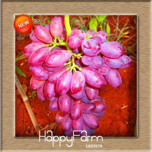 Grape Seeds - 12 Varieties, Sweet Kyoho, Natural Growth for Home Gardening | Premium Fruit Seeds