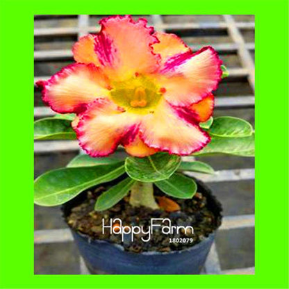 Desert Rose Seeds - Stunning Bonsai Flower for Garden, Balcony & Pots