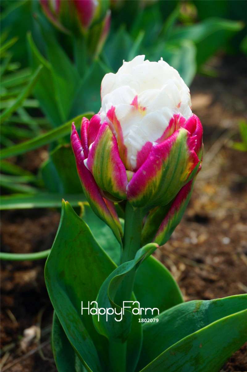 Rare Cabbage Tulip Seeds - Exotic Garden Bonsai Flower Seeds for Pots