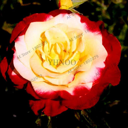 Rare Mixed Color Rose Seeds - Rainbow, Black, Blue - Bonsai Flower Seeds for Home Garden Planting