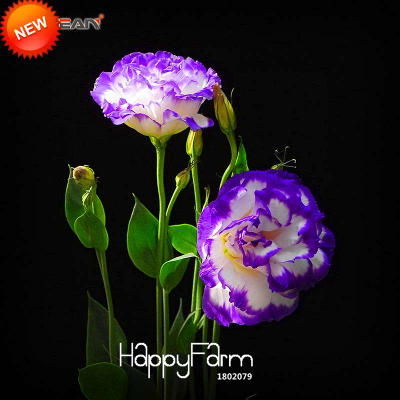 Purple Eustoma Seeds - Multicolor Lisianthus Flower Seeds for Potted Gardens | Perennial Blooms