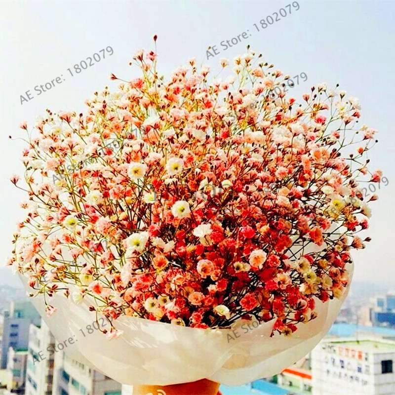 Gypsophila Paniculata Seeds - Vibrant Multi-Color Baby's Breath for Home & Garden | Fast Shipping