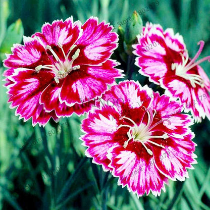 Dianthus Seeds - 24 Vibrant Colors, Easy to Grow, High Germination for DIY Garden Flowers | Fast Shipping