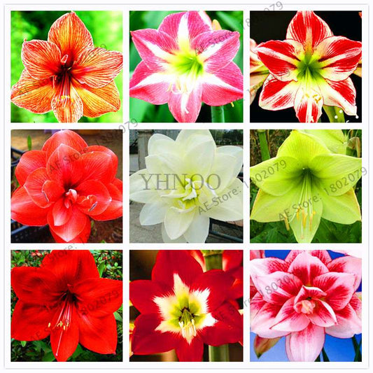 Vibrant Amaryllis Flower Seeds - High Germination, Easy to Grow, Hippeastrum Rutilum