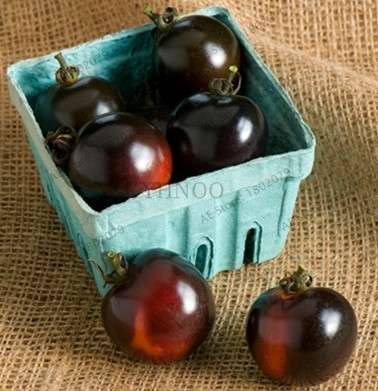 Spring Novel Plant Pots with Free Seeds - Indoor & Outdoor Planter Set
