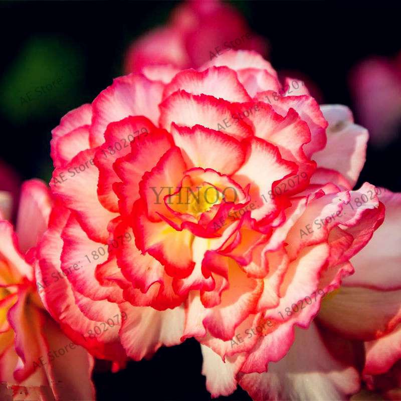 Begonia Seeds - Easy to Grow Bonsai Balcony Flowers, Potted Eustoma & Malus Spectabilis for Home Garden