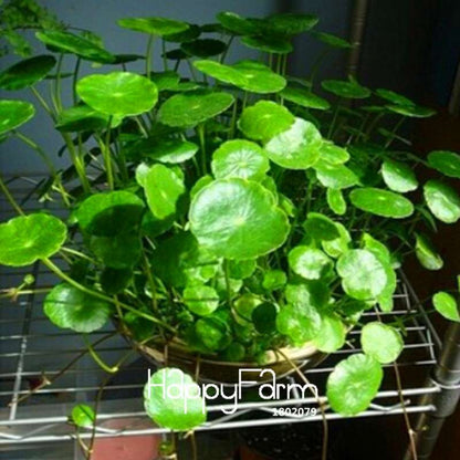 Pilea Seeds for DIY Potted Plants - Grow Indoor/Outdoor Houseplants - Easy Planting Kit