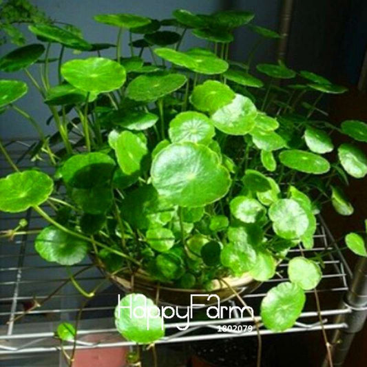 Pilea Seeds for DIY Potted Plants - Grow Indoor/Outdoor Houseplants - Easy Planting Kit