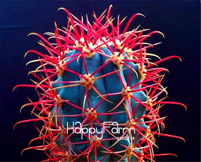 Red Barrel Cactus Seeds - Easy to Grow Potted Flowers for Home & Garden Planting