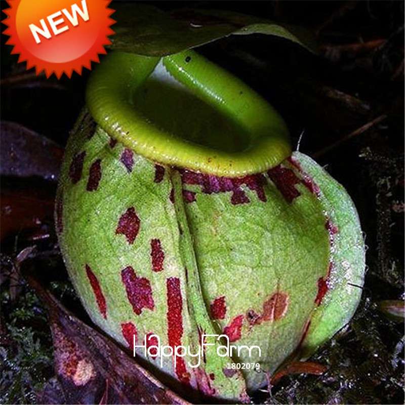 Carnivorous Nepenthes Seeds - Mosquito Eating Plant for Bonsai & Garden - Rare Insectivorous Variety
