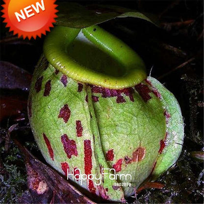 Carnivorous Nepenthes Seeds - Mosquito Eating Plant for Bonsai & Garden - Rare Insectivorous Variety