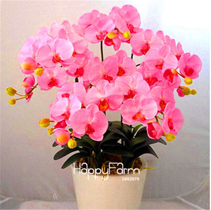 Phalaenopsis Orchid Seeds - Premium Bonsai Flower Seeds for Home & Indoor Garden Planting