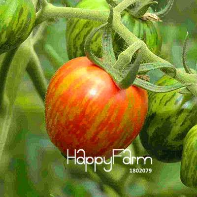 Organic Chocolate Black Tomato Seeds - for Home Garden, Non-GMO Heirloom Vegetable Seeds