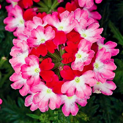 Mixed Color Verbena Hybrida Seeds - Easy to Grow Bonsai Flowers for Home & Garden Planting