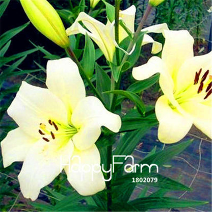 Lily Flower Seeds - Easy to Grow Bonsai Plants for Home & Garden | Fast Blooming