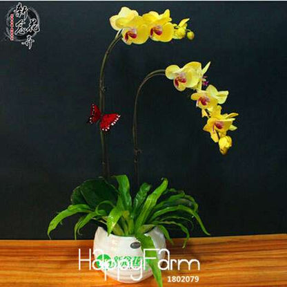 Phalaenopsis Orchid Seeds - Free Shipping, Easy Indoor Planting, Fresh Flowers