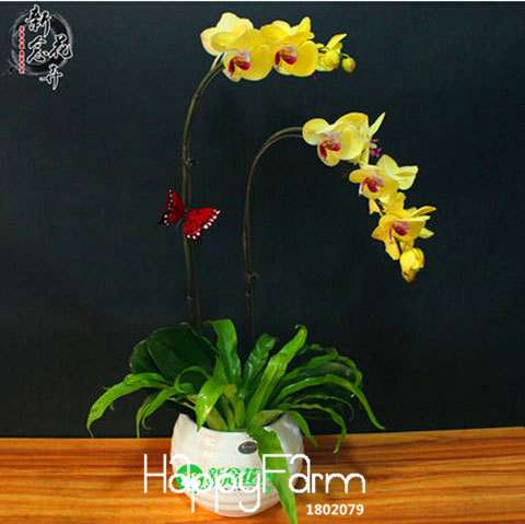 Phalaenopsis Orchid Seeds - Free Shipping, Easy Indoor Planting, Fresh Flowers
