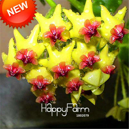 Rare Hoya Carnosa Orchid Seeds - Home Bonsai Flower Seeds for Planting