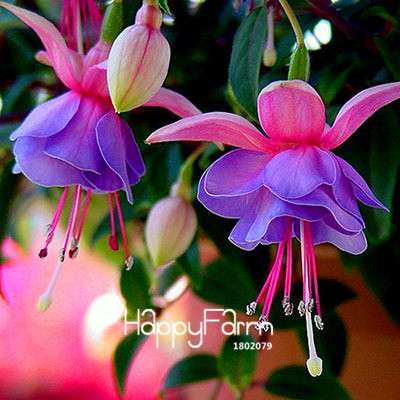 White Fuchsia Flower Seeds - Vibrant Hanging Potted Plants for Home & Garden | Fast-Growing