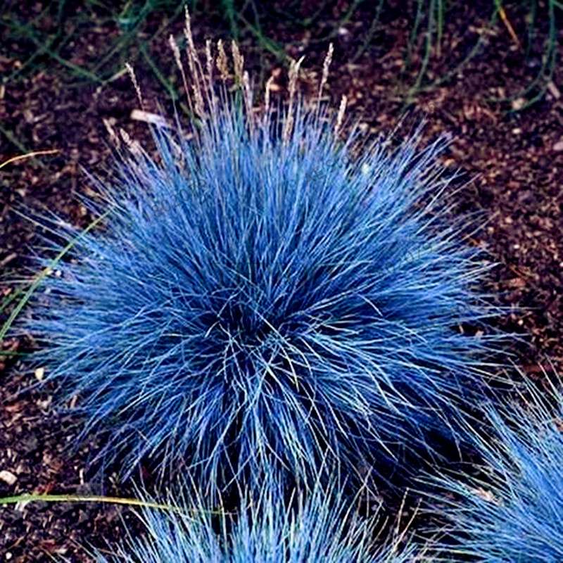 Blue Fescue Grass Seeds - Drought Tolerant, Perennial, DIY Home & Bonsai - Festuca Glauca