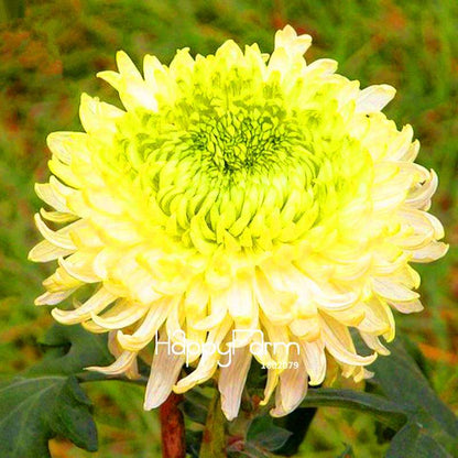 Fragrant Chrysanthemum Seeds - Colorful Bonsai Flower Seeds for Home Garden Planting