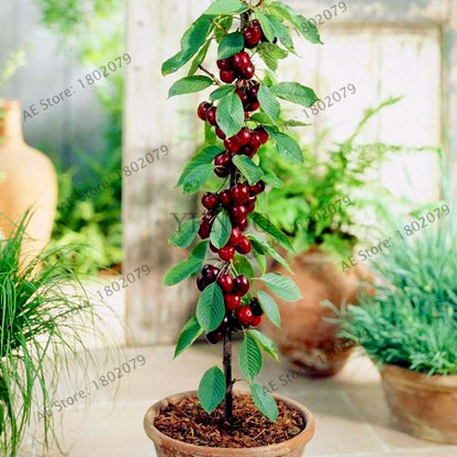 Japanese Cherry Seeds for Planting - Sweet Fruit Bonsai Tree Kit for Home Garden DIY