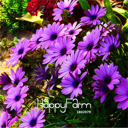 African Blue Eyed Daisy Seeds - Osteospermum Mix for Garden, Bonsai & Outdoor Planting | Fast-Growing Flower Seeds