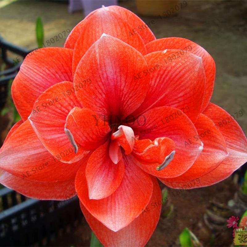 Vibrant Amaryllis Flower Seeds - High Germination, Easy to Grow, Hippeastrum Rutilum