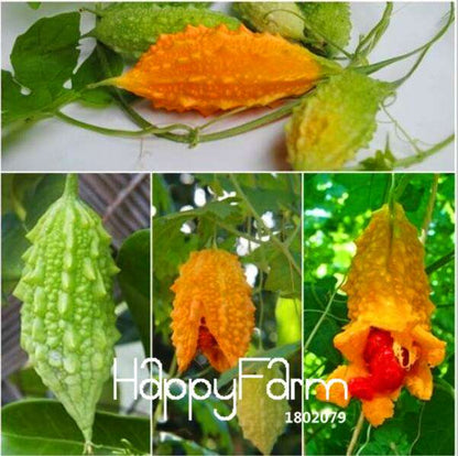 Bitter Gourd Seeds - Organic Momordica Charantia for Home Garden Planting