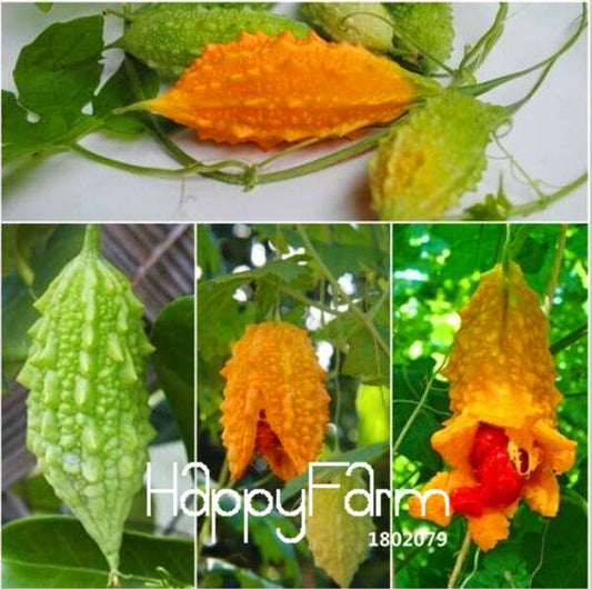 Bitter Gourd Seeds - Organic Momordica Charantia for Home Garden Planting