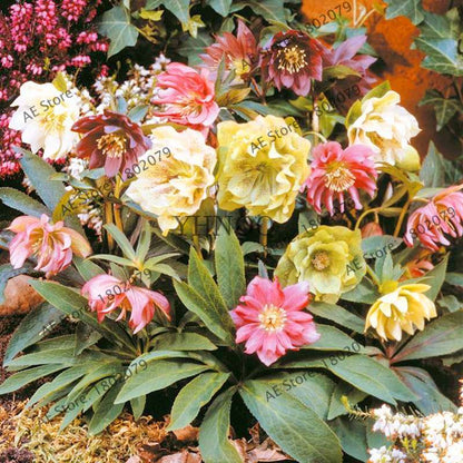 Christmas Rose Seeds (Helleborus Niger) - for Home, Courtyard & Bonsai Planting | Novelty Plant Gift