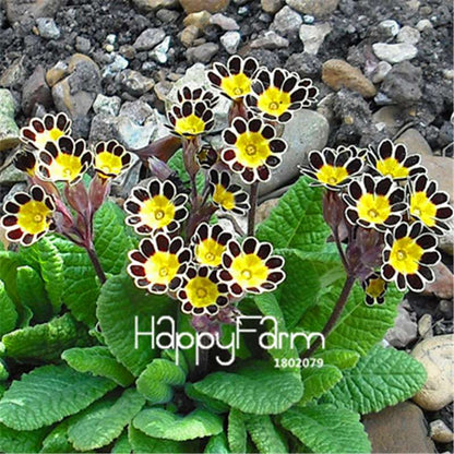 Rare Primrose Seeds (Primula malacoides) - Europe Bonsai Flower Seeds for Home Garden & Outdoor Planting