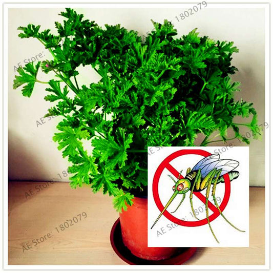 Mosquito Repellent Grass Seeds - Natural Pest Control, Exotic Indoor Herb Plant for Home & Garden Bonsai