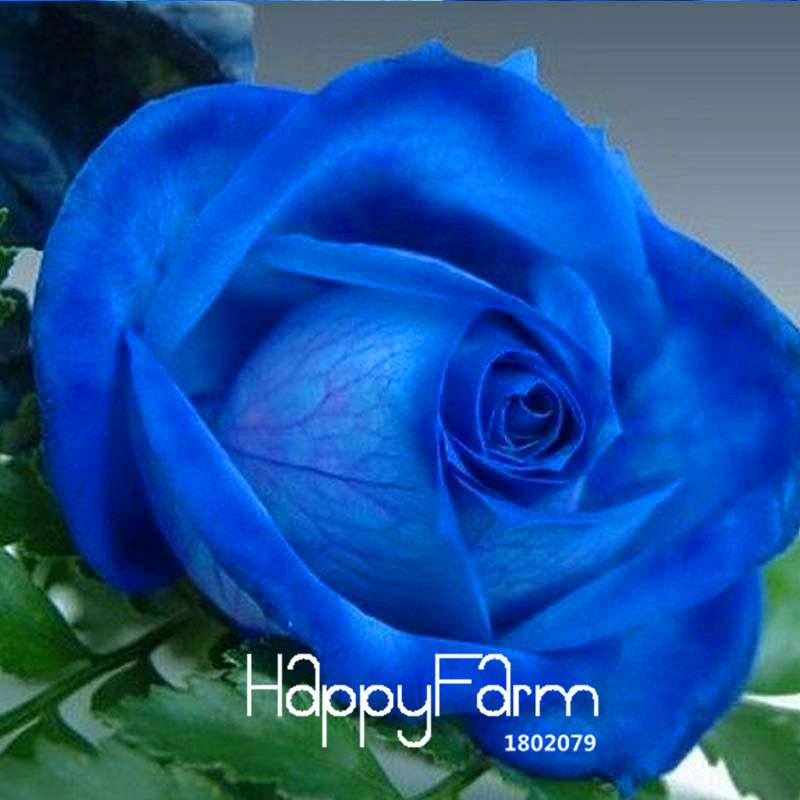 Blue Dragon Rose Seeds, Fragrant Blue Rose Flowering Plants for Garden