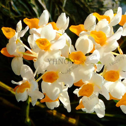 Rare Dendrobium Orchid Seeds - Perennial Indoor & Outdoor Balcony Office Plants