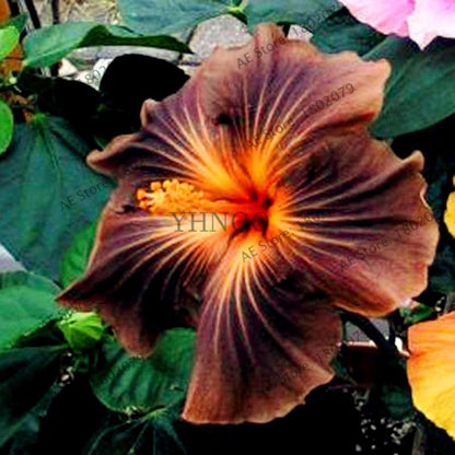 24-Color Giant Dinnerplate Hibiscus Seeds - Perennial Flower for Home, Bonsai & Garden Planting