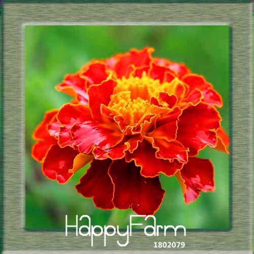 11 Varieties Maidenhair Herb & Marigold Flower Seeds - for Potted Garden