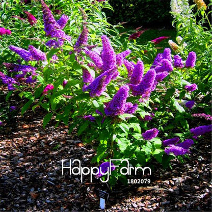 Butterfly Bush Seeds - Summer Lilac, Bonsai Plant for Home Garden, DIY Flower Seeds