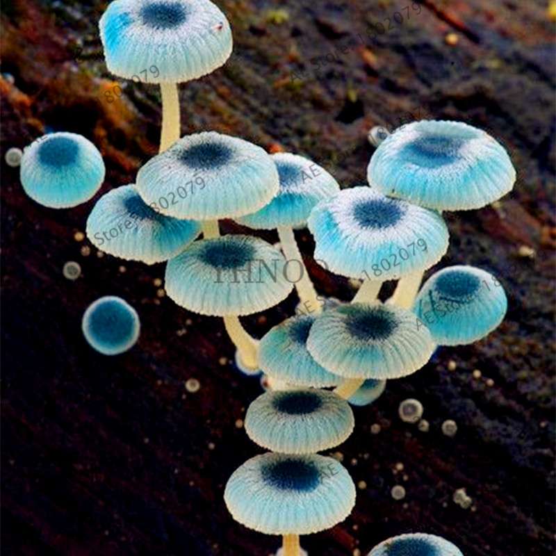 Edible Mushroom Seeds for Planting - Organic Healthy Succulent Vegetable Seeds for Happy Farm & Home Garden