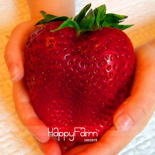 Organic Japan Red Strawberry Seeds - Super Giant, Sweet & Juicy, Rare Heirloom Variety